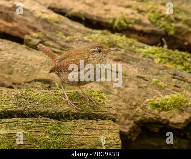 Minuscule oiseau wren se nourrissant pour la nourriture autour de vieux troncs d'arbres dans la forêt avec fond naturel Banque D'Images