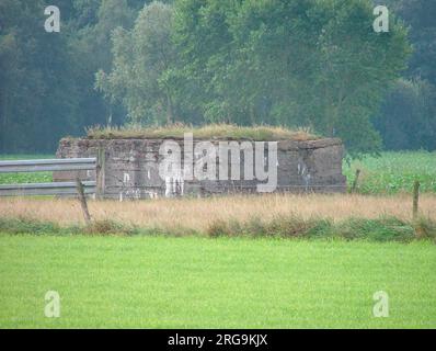 Ce bunker fait partie de la ligne défensive allemande qui a été attaquée le 7 juin 1917, l'ouverture du prélude de Messines à la bataille de Passchendaele. À proximité se trouve le cimetière de la CGC d'Oosstaverne Wood et cette zone générale fait partie de l'objectif de la ligne noire pour le 29th (division des papillons de l'Ouest) dont le mémorial fait face au cimetière. Banque D'Images