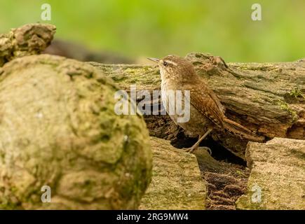 Minuscule oiseau wren se nourrissant pour la nourriture autour de vieux troncs d'arbres dans la forêt avec fond naturel Banque D'Images