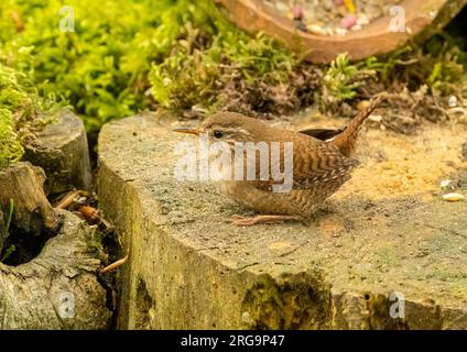 Minuscule oiseau wren se nourrissant pour la nourriture autour de vieux troncs d'arbres dans la forêt avec fond naturel Banque D'Images