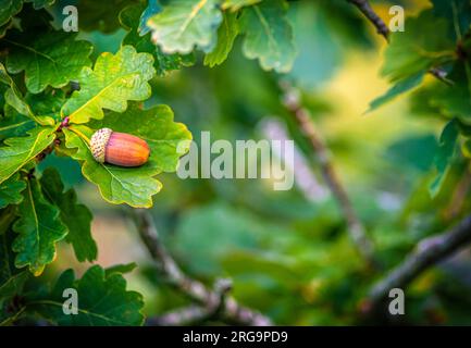 Focalisation sélective sur un seul Acorn sur un chêne dans un fond naturiste d'automne montrant la verdure et les branches copient l'espace de ce côté Banque D'Images