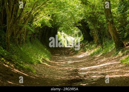 Tunnel dans les arbres, avenue, ruelle engloutie, chemin, Halnaker, Sussex, Royaume-Uni. Novembre, sur le chemin menant au moulin à vent de Halnaker, juin Banque D'Images