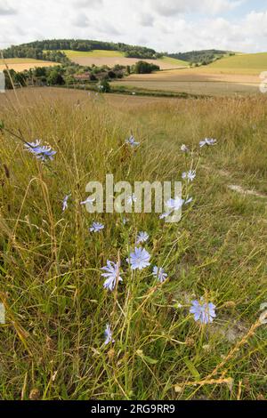 Chicorée commune, Cichorium intybus, poussant dans un champ de blé à South Downs, de Levin vers Goodwood, en juillet Banque D'Images