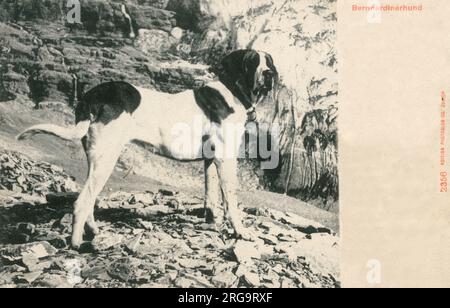 Chien St Bernard - grand chien de travail des Alpes occidentales en Italie et en Suisse - à l'origine élevé pour le sauvetage par l'hospice du col du Grand St Bernard à la frontière italo-suisse. Banque D'Images