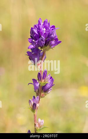 bellflower groupé, Campanula glomerata, tête de fleur simple gros plan, isolé, sur Levin Down, Singleton, Sussex, juillet Banque D'Images
