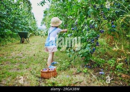 Adorable petite fille en chapeau de paille cueillant des prunes biologiques fraîches à la ferme. Délicieuse collation saine pour les petits enfants. Activités estivales en plein air pour litt Banque D'Images