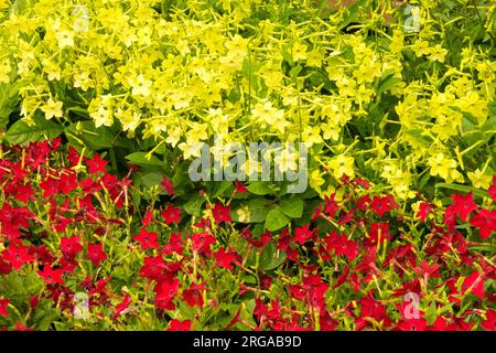 Fleurs Nicotiana alata 'Lime Green' et Nicotiana alata 'Saratoga Red' literie rouge jaune floraison tabac dans le jardin Banque D'Images