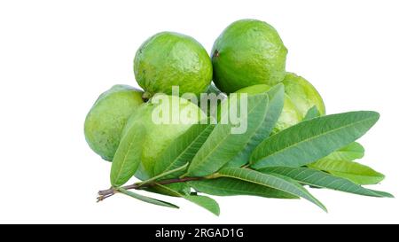 Guavas fraîches à vendre au marché local de Jaipur Inde. Jeune amrudh vendant au marché Banque D'Images