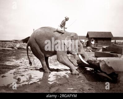 Birmanie Myanmar éléphant de travail dans une cour de bois Banque D'Images