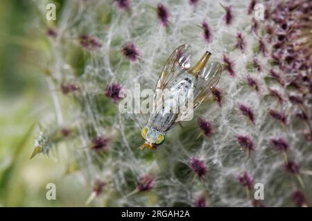 Mouche gallique femelle / mouche des grands fruits (Terellia longicauda) sur une tête de fleur de chardon-Marie (Cirsium eriophorum), la plante hôte de ses larves, Wilts UK Banque D'Images