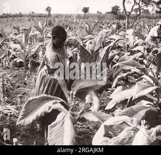 1940s Afrique de l'est Ouganda - culture et transformation du tabac Photographie d'un officier de recrutement de l'armée britannique en poste en Afrique de l'est et au Moyen-Orient pendant la Seconde Guerre mondiale Banque D'Images