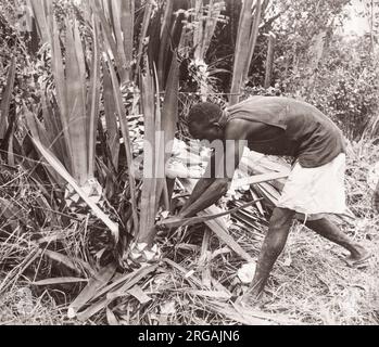 1940s Afrique de l'est - Ouganda - découpage du port de Masindi en sisal Photographie par un officier de recrutement de l'armée britannique stationné en Afrique de l'est et au Moyen-Orient pendant la Seconde Guerre mondiale Banque D'Images