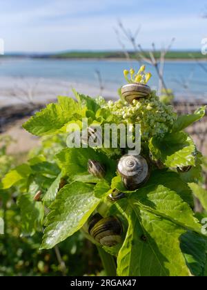 Escargots blancs italiens / Sandhill (Theba pisana) une espèce envahissante au Royaume-Uni, se nourrissant sur les feuilles d'Alexanders (Smyrnium olusatrum) par un sentier côtier, Royaume-Uni Banque D'Images