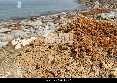 Guêpe maçon épineux (Odynerus spinipes) femelle volant vers la cheminée de boue protectrice de son terrier de nid dans une colonie sur un banc de sable côtier, Cornwall, Royaume-Uni. Banque D'Images