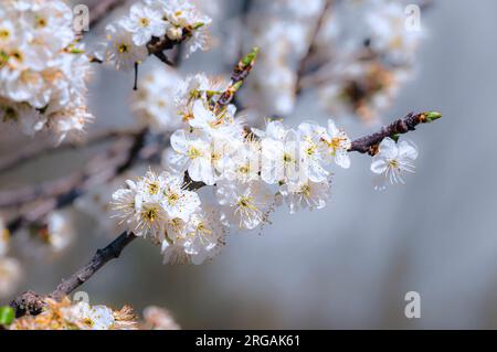 Fleurs blanches de printemps avec étamines jaunes Banque D'Images