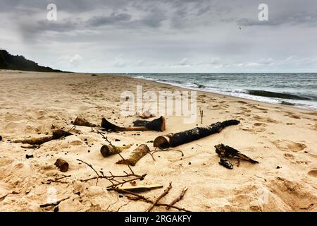 Bois flotté brûlé sur la plage vide à la frontière russe de l'Isthme de Courlande en Pologne Banque D'Images