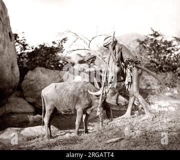 Série de chasse aux tigres du colonel Willoughby Wallace Hooper, 1837-1912, photographié les années 1870. L'une des 10 images répertoriées. Banque D'Images