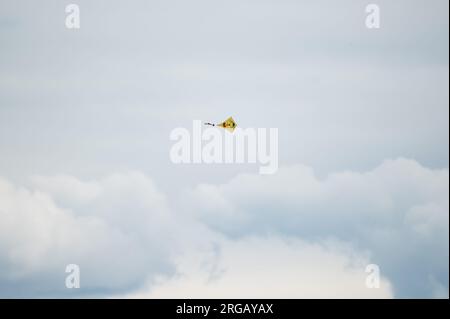 Rottweil, Allemagne. 08 août 2023. Un cerf-volant vole dans le vent contre un ciel sombre. Crédit : Silas Stein/dpa/Alamy Live News Banque D'Images