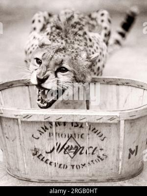 Cheetah dans un zoo, manger, Angleterre, 1930 Banque D'Images