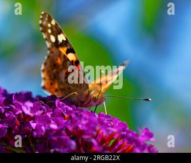 Saugender Schmetterling Banque D'Images