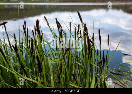 Carex acuta - trouvé croissant sur les bords des rivières et des lacs dans les écorégions terrestres Palaearctiques dans des lits de dep humide, alcalin ou légèrement acide Banque D'Images