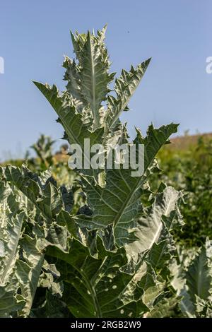 Onopordum acanthium est en début de floraison en juin. Onopordum acanthium, chardon cotonnier, écossais ou chardon écossais, est une plante à fleurs de la famille AST Banque D'Images
