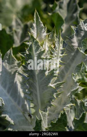 Onopordum acanthium est en début de floraison en juin. Onopordum acanthium, chardon cotonnier, écossais ou chardon écossais, est une plante à fleurs de la famille AST Banque D'Images