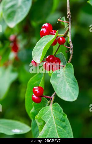 Agence de Noël avec baies rouges Lonicera xylosteum. Banque D'Images