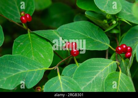 Agence de Noël avec baies rouges Lonicera xylosteum. Banque D'Images