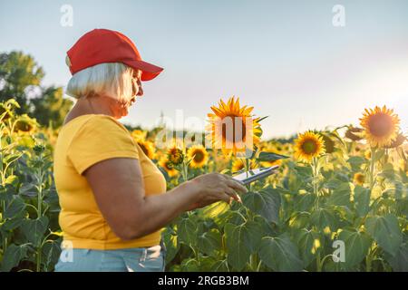 Femme agriculteur agronome dans le champ de tournesol avec comprimé vérifiant la récolte. Concept analytique Banque D'Images