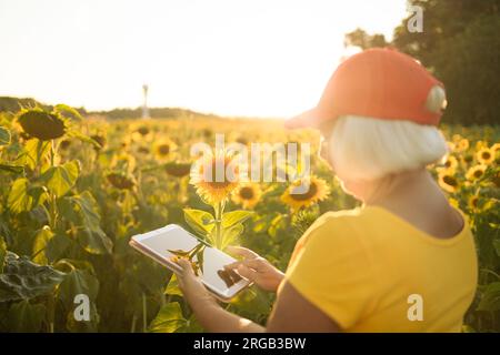 Femme agriculteur agronome dans le champ de tournesol avec comprimé vérifiant la récolte. Concept analytique Banque D'Images