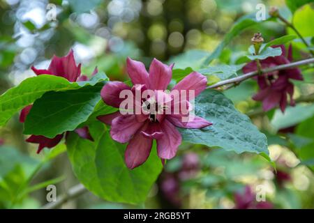 Calycanthus floridus Banque D'Images