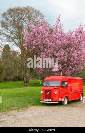 Camion alimentaire Citroen vintage rouge sous un cerisier rose sur le terrain du château de Hever, Kent, Angleterre Banque D'Images