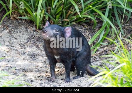 Le diable de Tasmanie dans la nature Banque D'Images