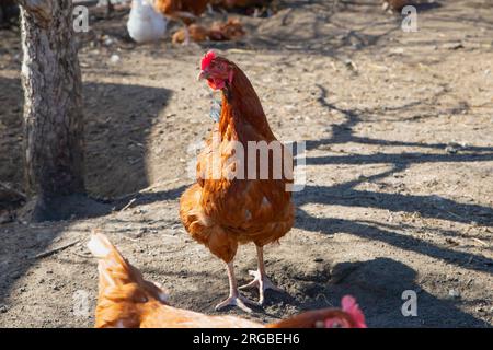 poulet de poule domestique rouge cuivré regardant la caméra sur la cour. Banque D'Images