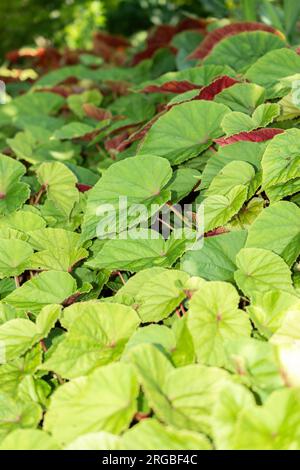 Zurich, Suisse, 14 juillet 2023 Begonia grandis ou plante de bégonia robuste au jardin botanique Banque D'Images