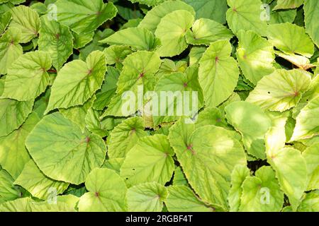 Zurich, Suisse, 14 juillet 2023 Begonia grandis ou plante de bégonia robuste au jardin botanique Banque D'Images