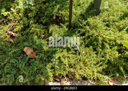 Zurich, Suisse, 14 juillet 2023 Juniperus communis ou plante commune de genévrier au jardin botanique Banque D'Images