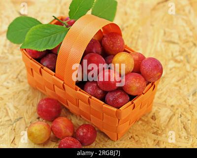 Prunes de cerises rouges, Prunus cerasifera Banque D'Images