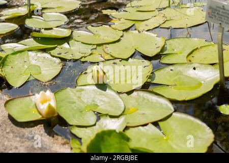 Zurich, Suisse, 14 juillet 2023 Utricularia Australis ou plante de bladderwort au jardin botanique Banque D'Images