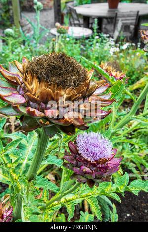 Fleurs d'artichaut poussant dans un jardin de marché à l'Hôtel Pig, Kent. Banque D'Images