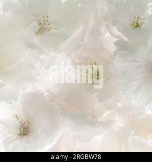 Une collection de fleurs de cerisier, formant un bouquet délicat et rétroéclairé de fleurs blanches avec un soupçon de rose. Banque D'Images