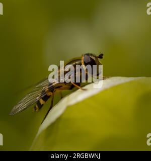 hoverfly jaune et noir, photographié de côté, reposant sur le bord d'une feuille verte. Banque D'Images