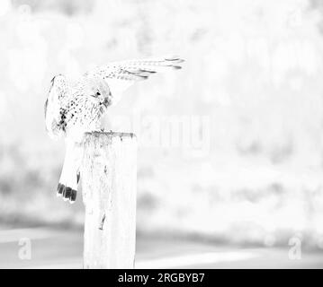 Faucon crécerelle Banque D'Images