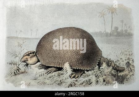 Un gigantesque précurseur de l'armadillo, de la période Pléistocène en Amérique du Sud (près de Buenos Aires) de plus de deux mètres de longueur Banque D'Images