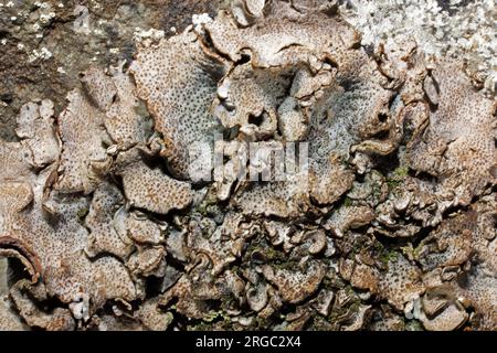 Dermatocarpon miniatum est un lichen foliaire présent sur les roches calcaires humides. Il est cosmopolite mais surtout enregistré dans l'hémisphère nord. Banque D'Images