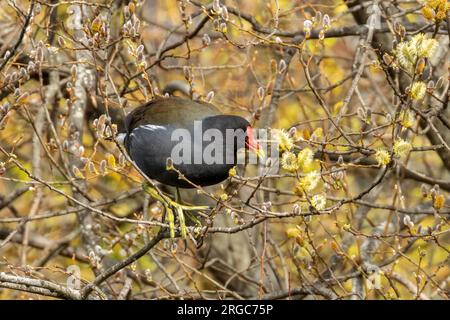 Moorhen avec de grands pieds verts dans les branches d'un arbre Banque D'Images