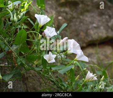 Convolvulus arvensis pousse et fleurit dans le champ Banque D'Images