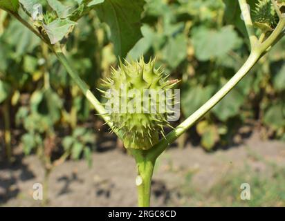 Dans la nature pousse une plante toxique et médicinale - Datura stramonium Banque D'Images