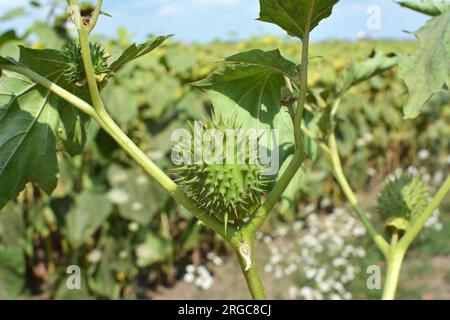 Dans la nature pousse une plante toxique et médicinale - Datura stramonium Banque D'Images